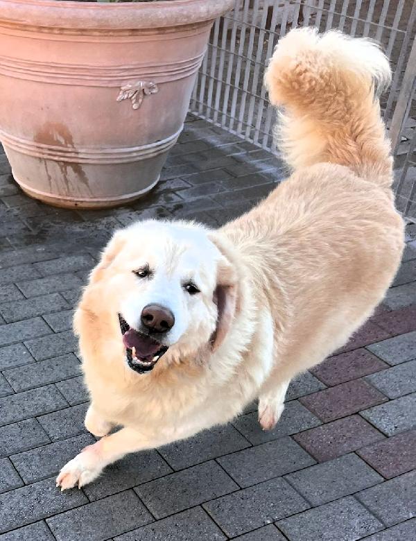 SALOMONE MAREMMANO Foto 10